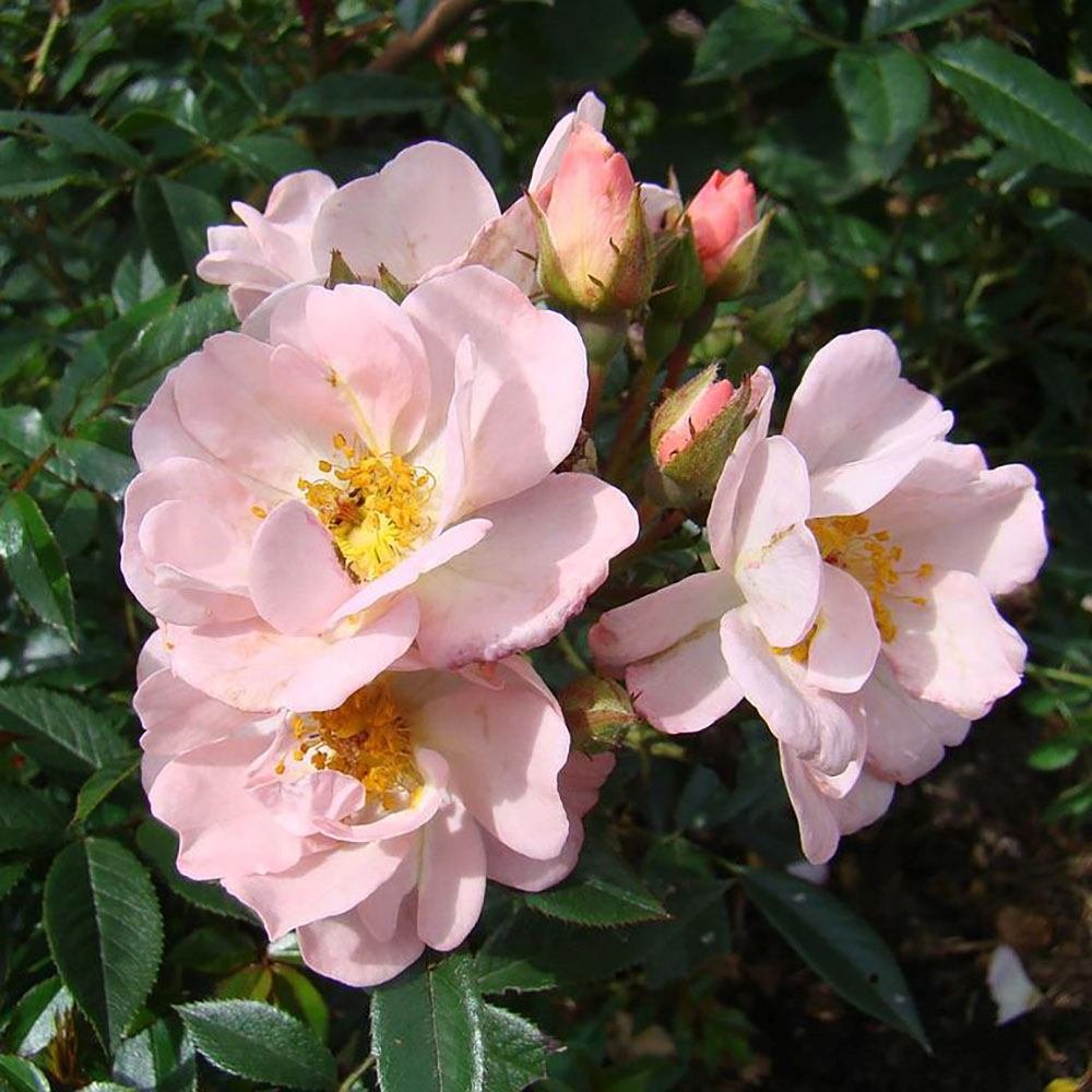 Trandafir Catarator roz Open Arms, inflorire repetata