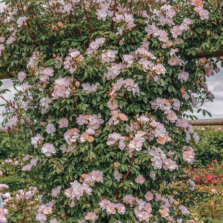 Trandafir Catarator roz Open Arms, inflorire repetata - VERDENA-80 cm inaltime, livrat in ghiveci de 5 l