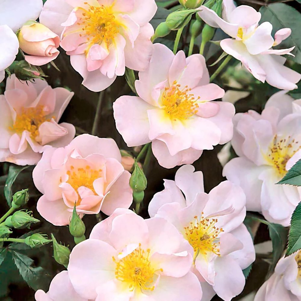 Trandafir Catarator roz Open Arms, inflorire repetata