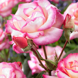 Trandafir catarator roz-pal cu marginii violete Haendel, inflorire repetata - VERDENA-175 cm inaltime, livrat in ghiveci de 5.5 l