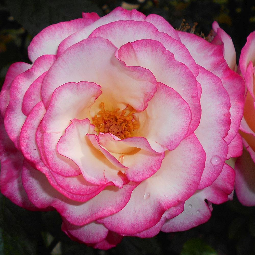 Trandafir catarator roz-pal cu marginii violete Haendel, inflorire repetata - VERDENA-175 cm inaltime, livrat in ghiveci de 5.5 l