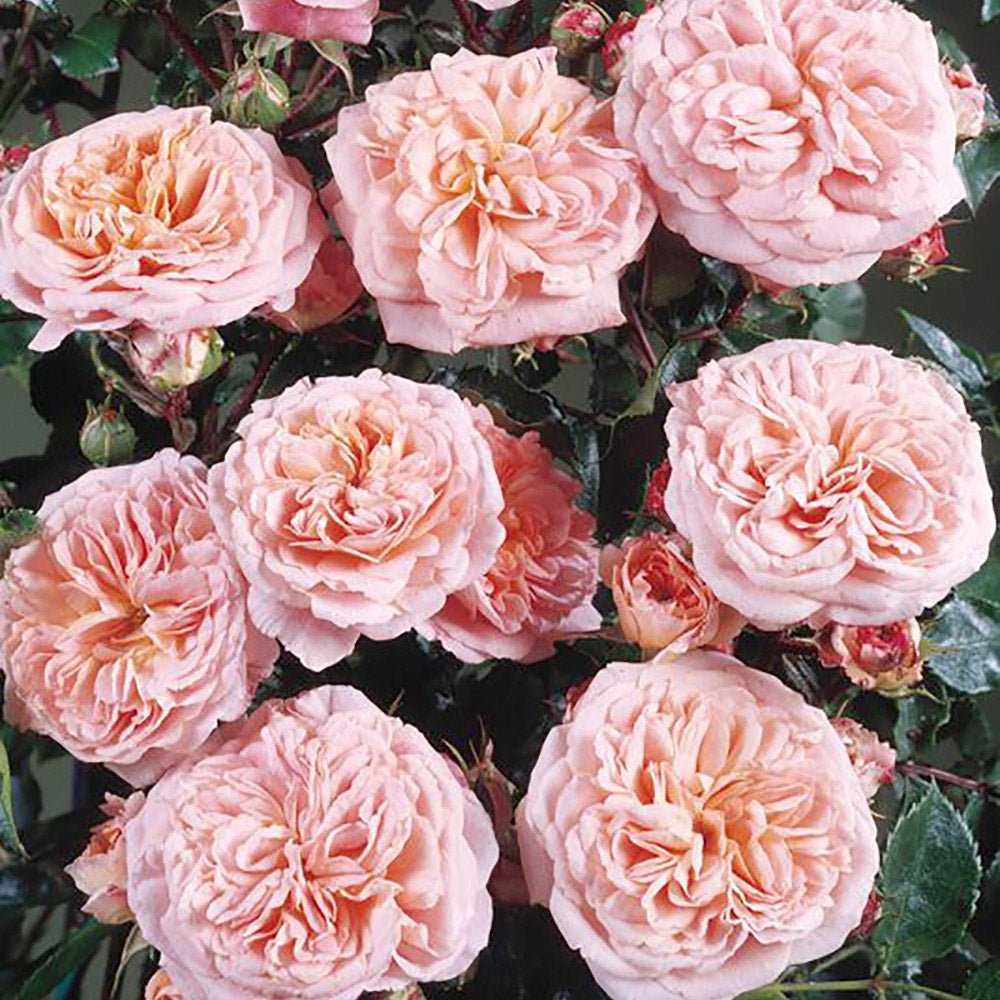 Trandafir Catarator roz-portocaliu Pirouette - VERDENA-50-70 cm inaltime, livrat in ghiveci de 3 l