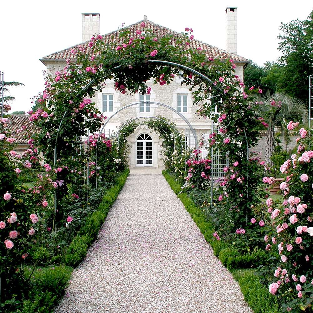 Trandafir Catarator roz-somon Pirouette, inflorire repetata