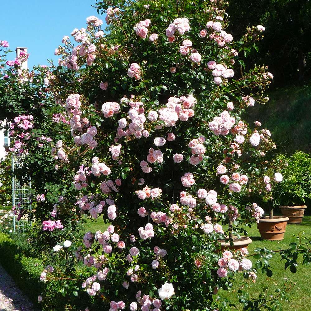 Trandafir Catarator roz-somon Pirouette, inflorire repetata