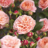 Trandafir Catarator roz-portocaliu Pirouette - VERDENA-50-70 cm inaltime, livrat in ghiveci de 3 l