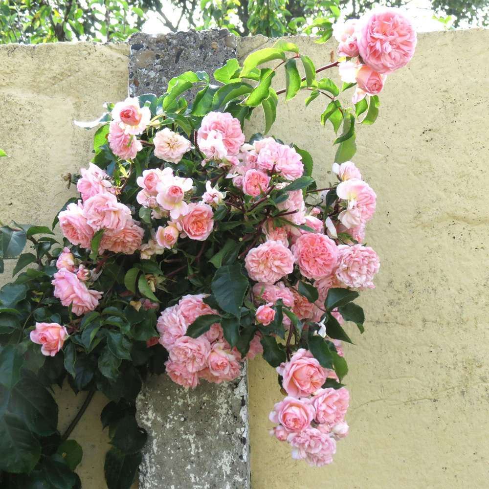 Trandafir Catarator roz-somon Pirouette, inflorire repetata