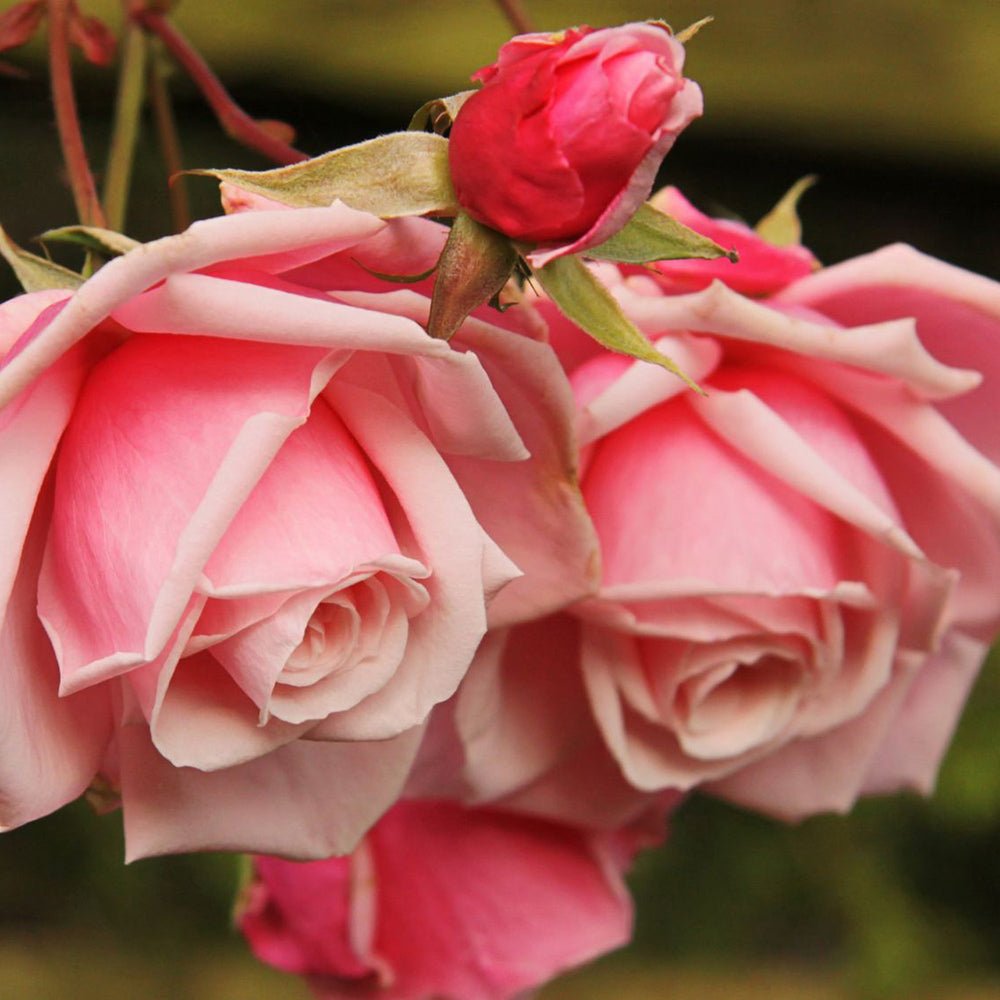 Trandafir Catarator roz-coral Coral Dawn, inflorire repetata