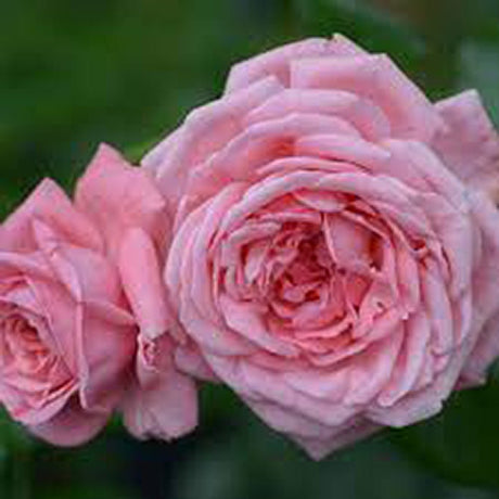 Trandafir Catarator roz pudra Coral Dawn - VERDENA-50-70 cm inaltime, livrat in ghiveci de 3 l
