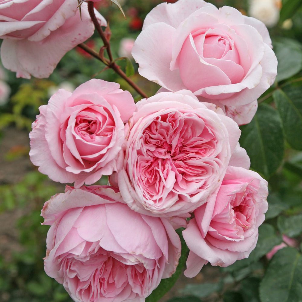 Trandafir Catarator roz-pur Kiss Me Kate, cu parfum intens de lamaie cu nuante de zmeura