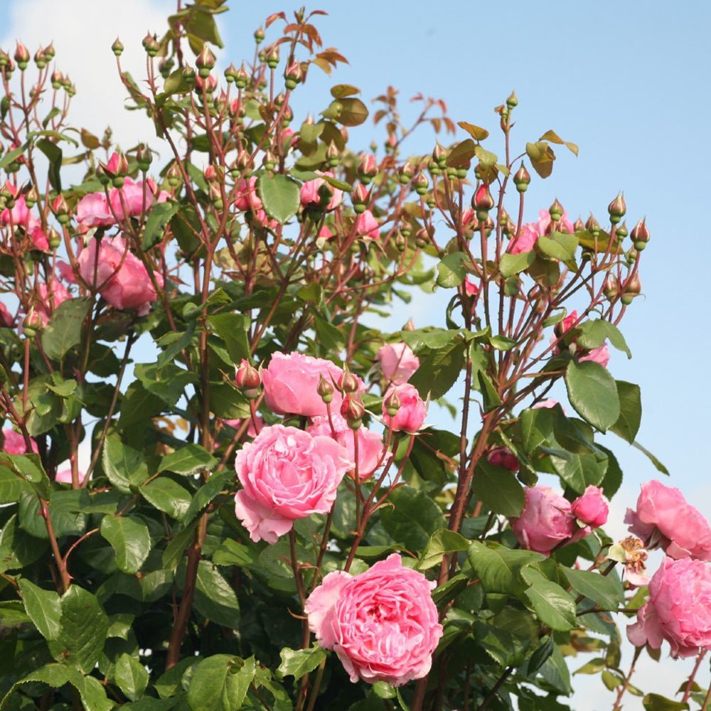 Trandafir Catarator roz-pur Kiss Me Kate, cu parfum intens de lamaie cu nuante de zmeura