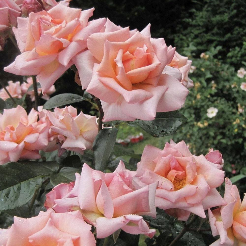 Trandafir Catarator roz-somon Compassion, parfum intens