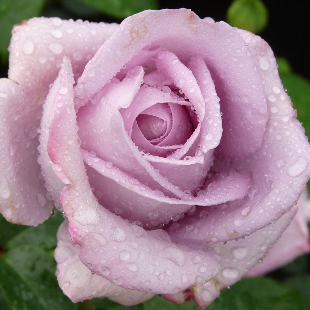 Trandafir catarator Sandra Renessaince - VERDENA-150-175 cm inaltime livrat in ghiveci de 5.5 L