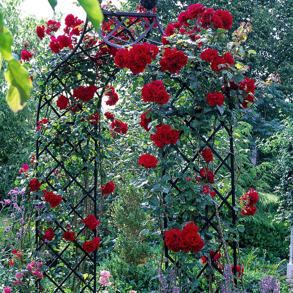 Trandafir Catarator Rosu Santana, inflorire repetata