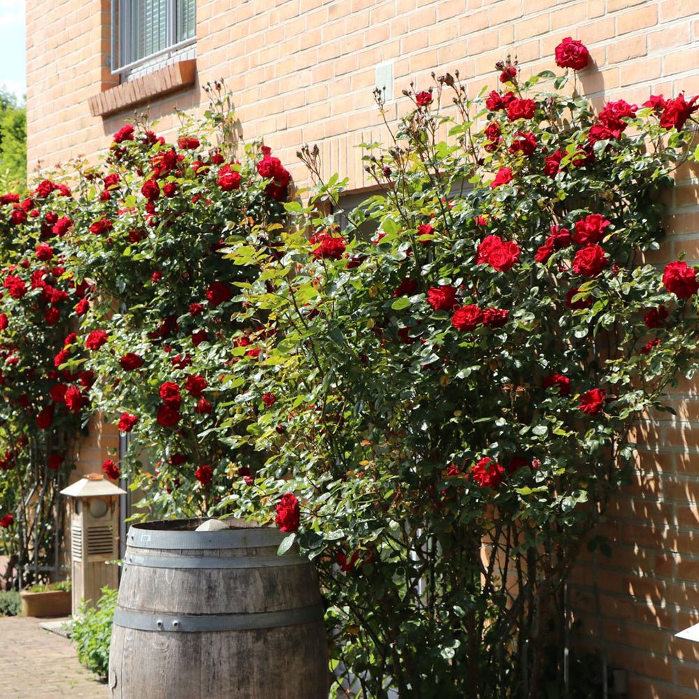 Trandafir Catarator Rosu Santana, inflorire repetata
