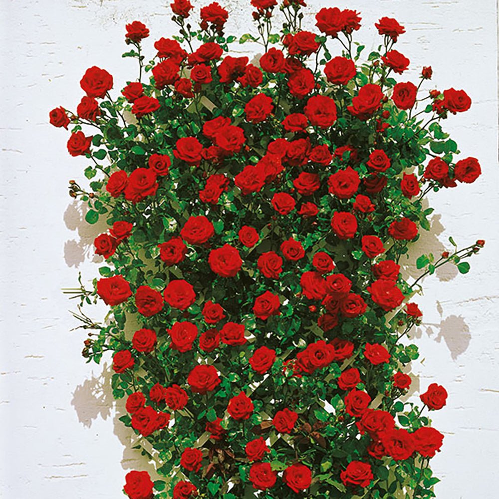 Trandafir Catarator Rosu Santana, inflorire repetata