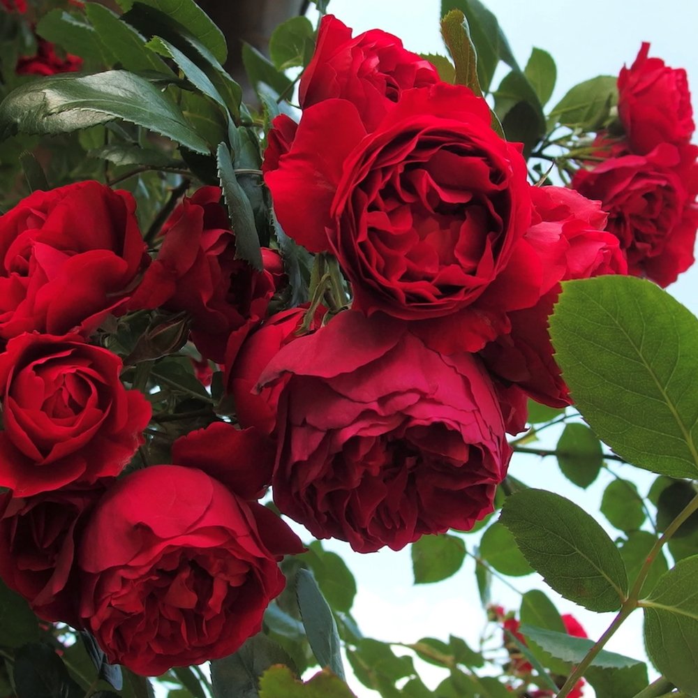 Trandafir Catarator Rosu Santana, inflorire repetata