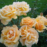 Trandafir catarator Sophia Renaissance - VERDENA-livrat in ghiveci de 5 L