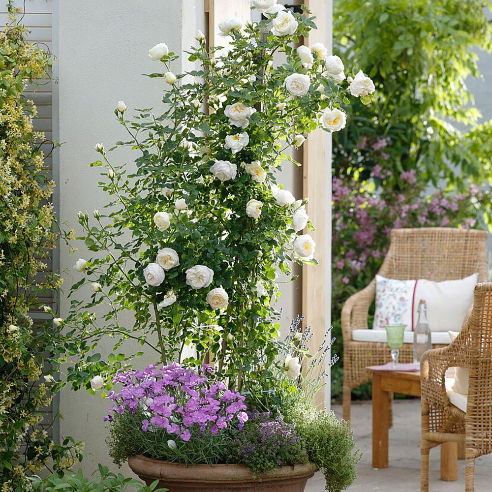 Trandafir Catarator alb-creme-roz Uetersener Klosterrose, inflorire repetata, parfum dulce