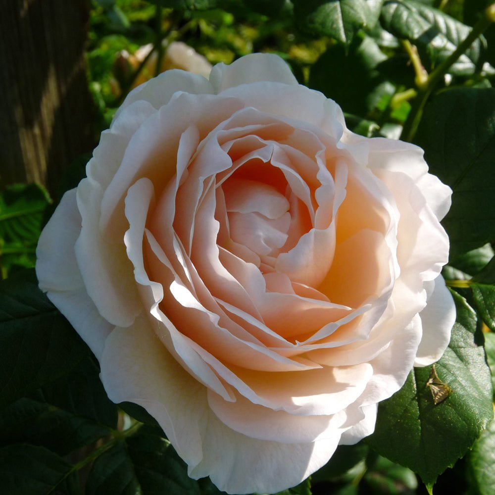 Trandafir Catarator alb-creme-roz Uetersener Klosterrose, inflorire repetata, parfum dulce