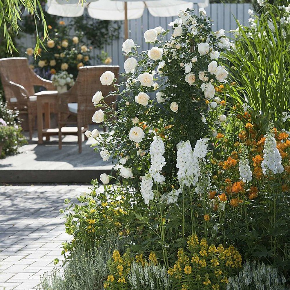 Trandafir Catarator alb-creme-roz Uetersener Klosterrose, inflorire repetata, parfum dulce