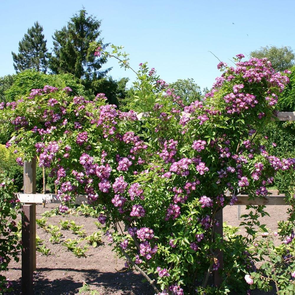 Trandafir Catarator albastru-violet Veilchenblau, inflorire repetata