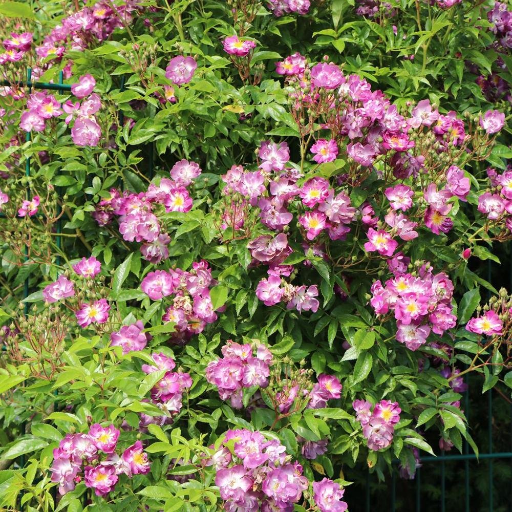 Trandafir Catarator albastru-violet Veilchenblau, inflorire repetata