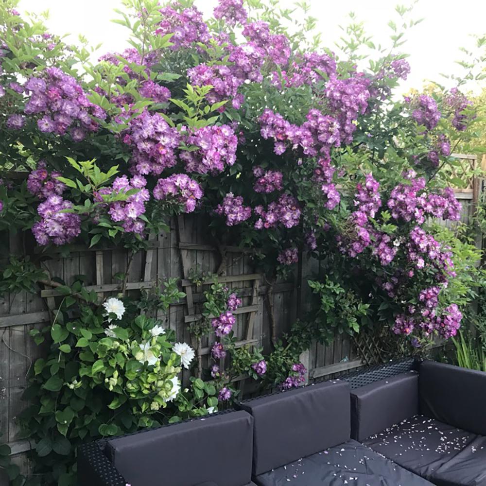 Trandafir Catarator albastru-violet Veilchenblau, inflorire repetata