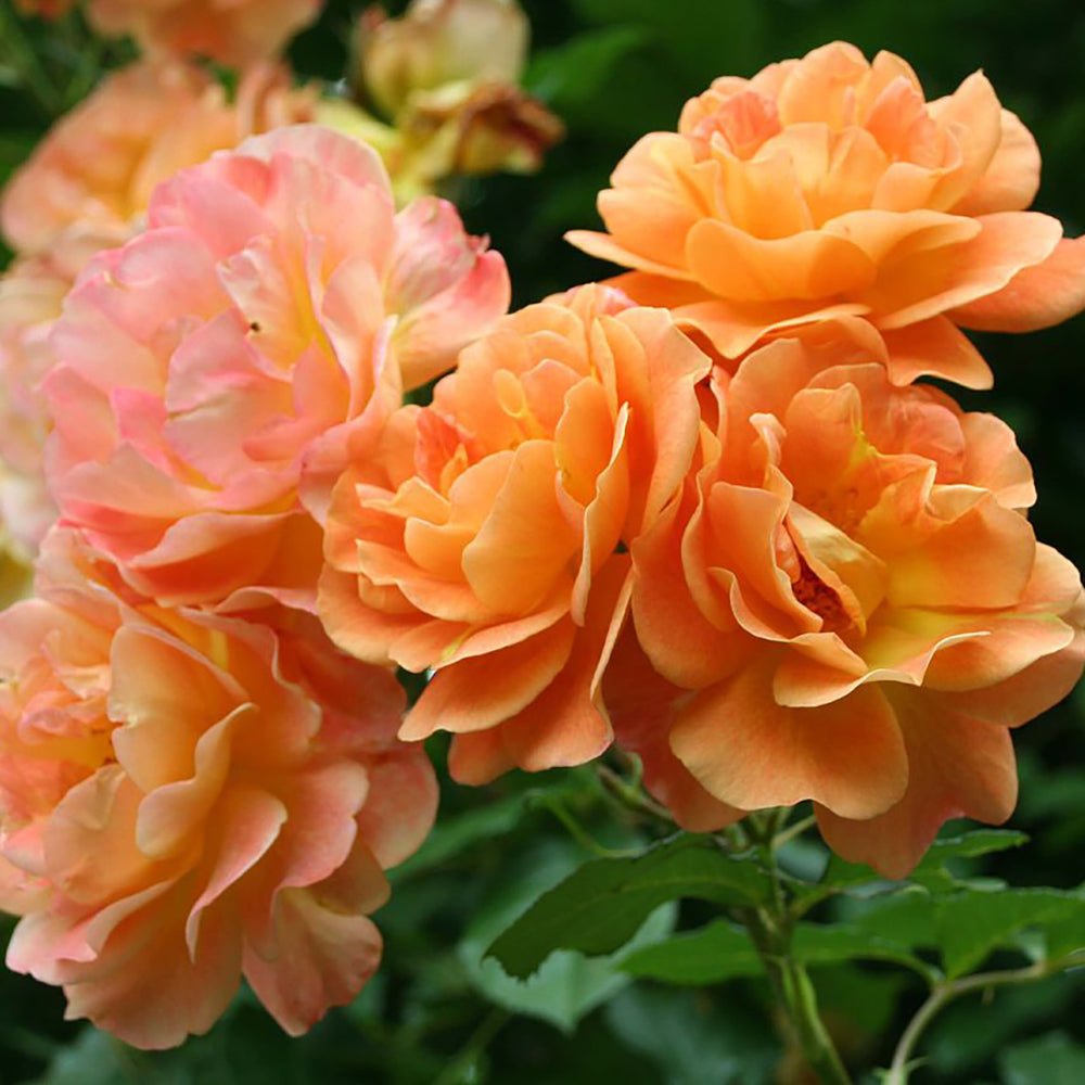 Trandafir Catarator portocaliu-cupru Westerland, inflorire repetata