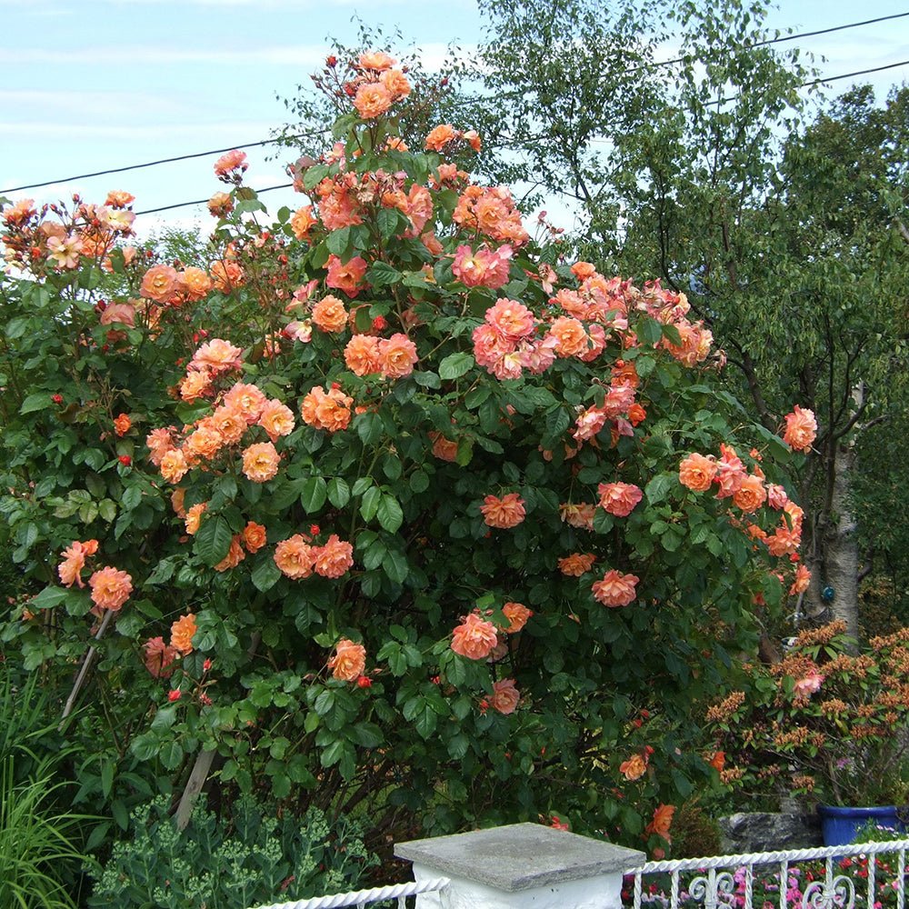 Trandafir Catarator portocaliu-cupru Westerland, inflorire repetata