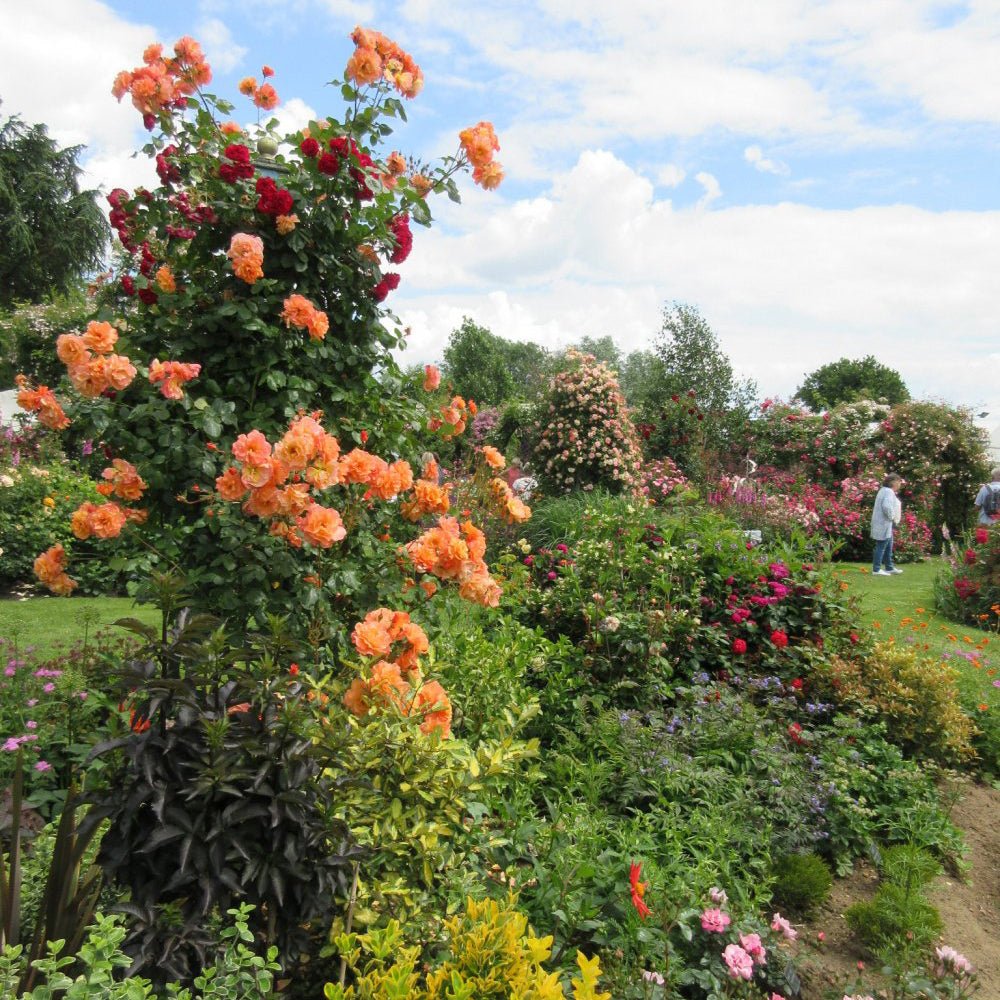 Trandafir Catarator portocaliu-cupru Westerland, inflorire repetata
