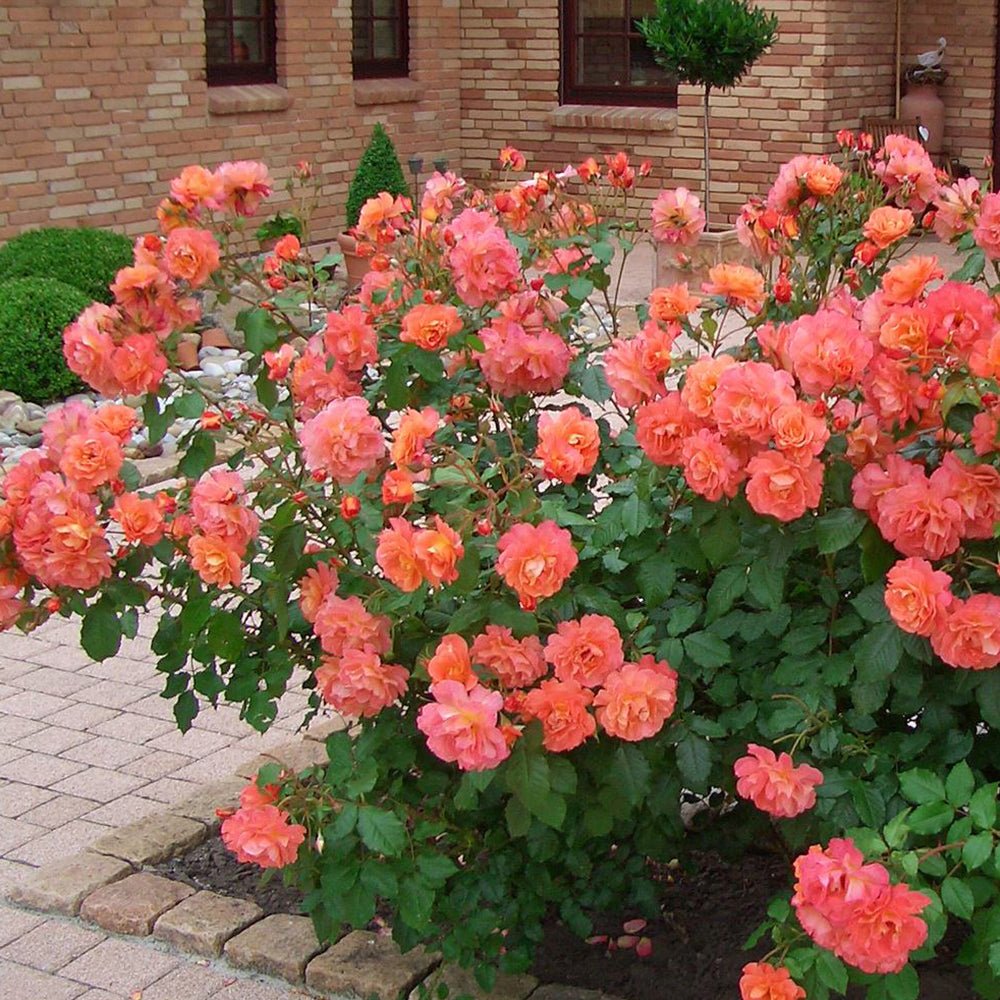 Trandafir Catarator portocaliu-cupru Westerland, inflorire repetata