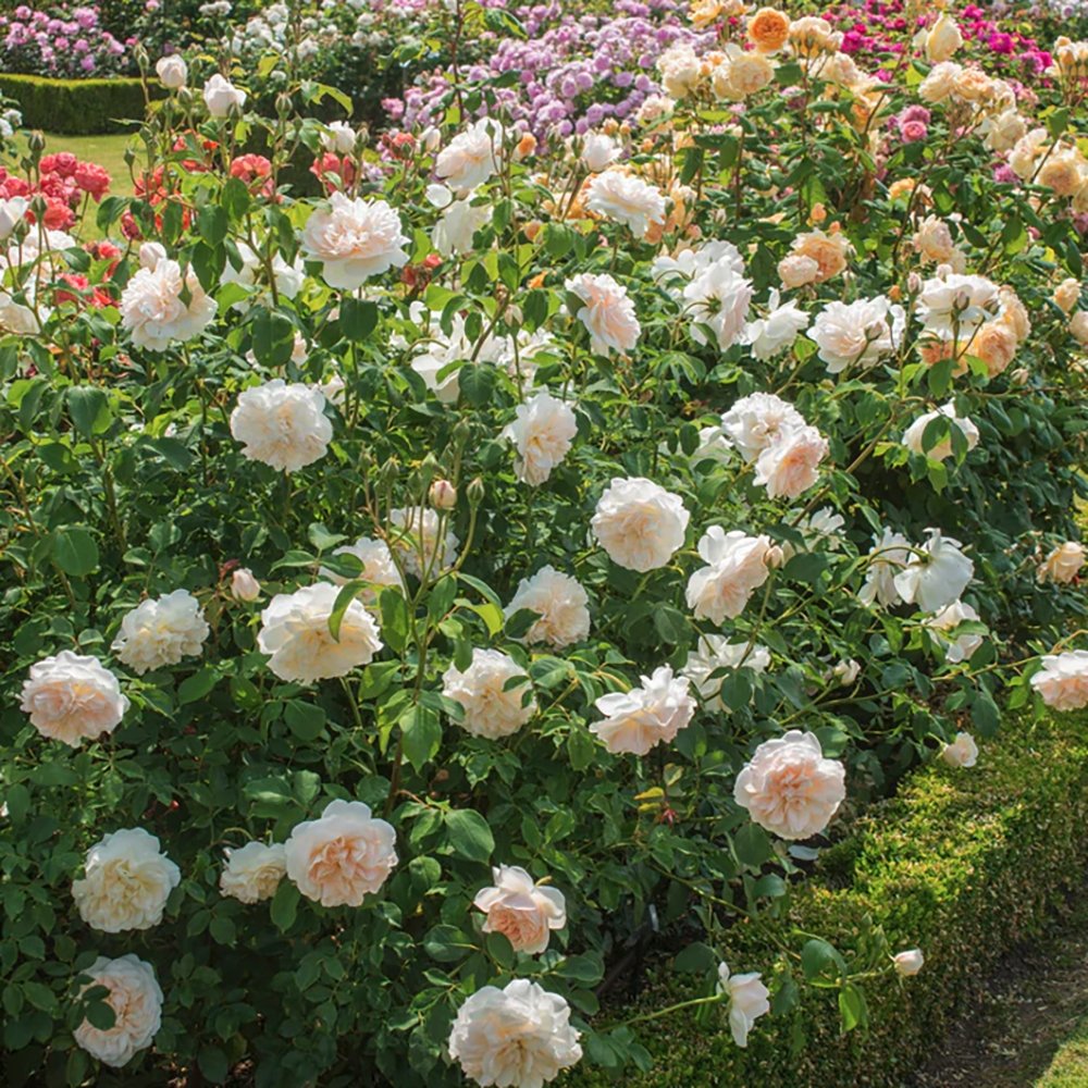 Trandafir Catarator alb White Angel, inflorire repetata