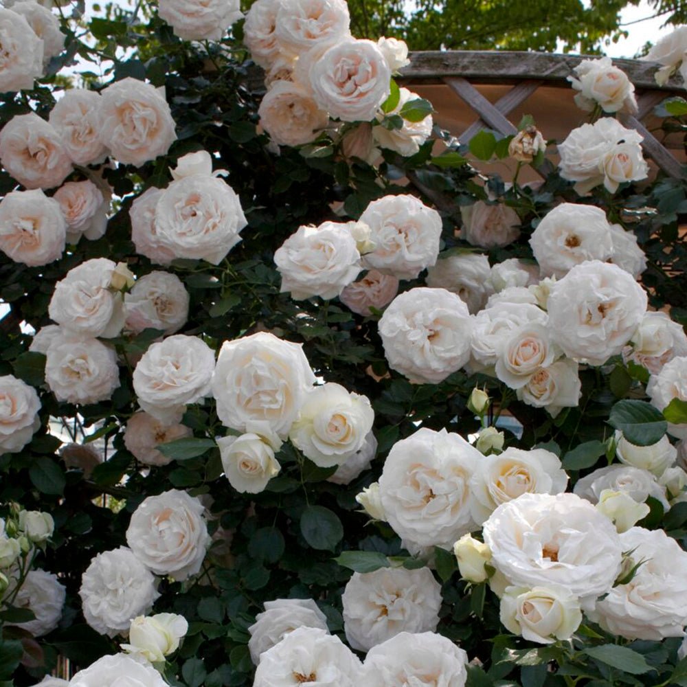 Trandafir catarator White Angel - VERDENA-40-60 cm inaltime livrat in ghiveci de 5 L