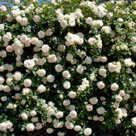 Trandafir catarator White Angel - VERDENA-40-60 cm inaltime livrat in ghiveci de 5 L