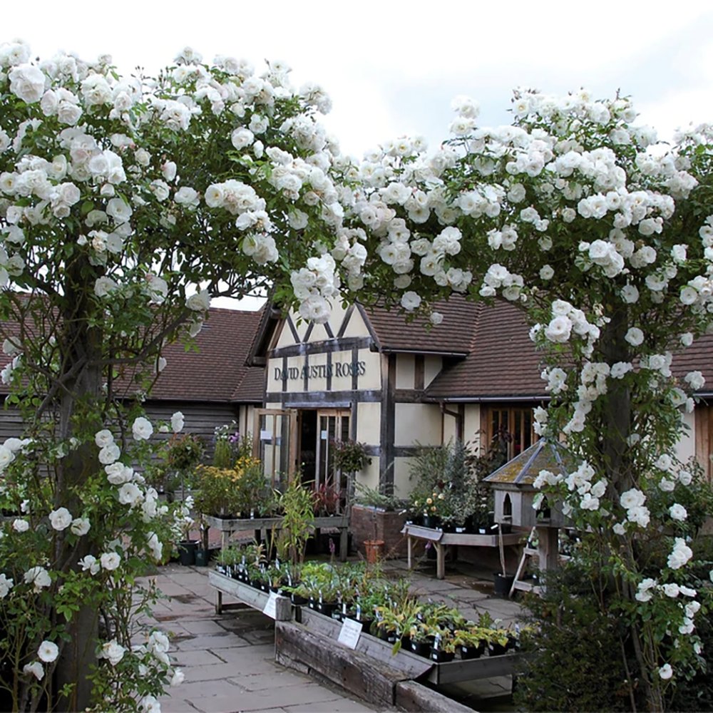 Trandafir Catarator alb White Angel, inflorire repetata