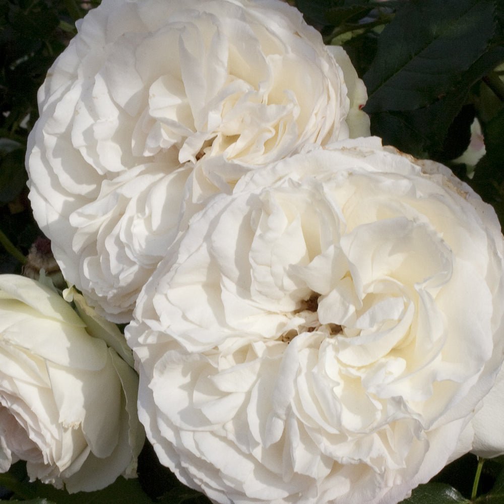 Trandafir Catarator alb White Angel, inflorire repetata