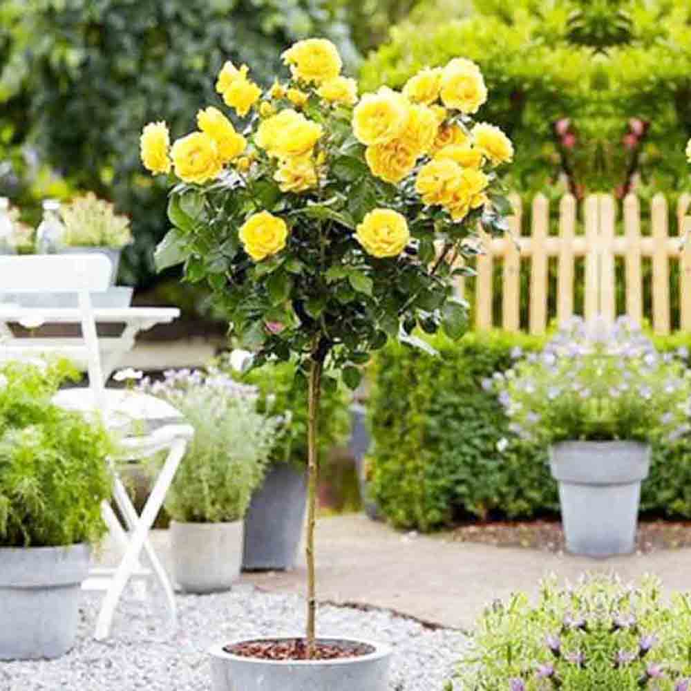 Trandafir Pomisor galben Absolutely Fabulous, inflorire repetata