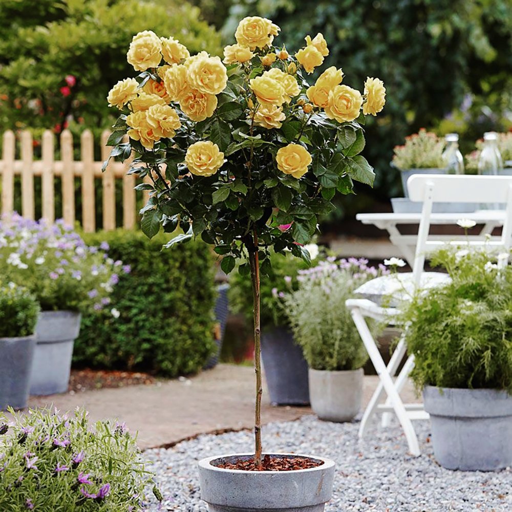 Trandafir Pomisor galben Absolutely Fabulous, inflorire repetata