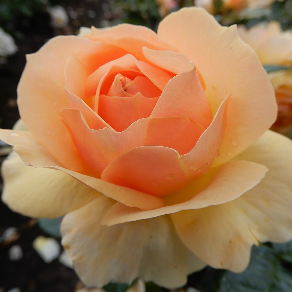 Trandafir Pomisor ambra-cais Hansestadt Rostock, inflorire repetata