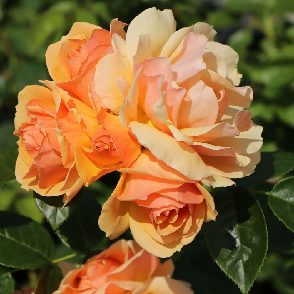 Trandafir Pomisor ambra-cais Hansestadt Rostock, inflorire repetata