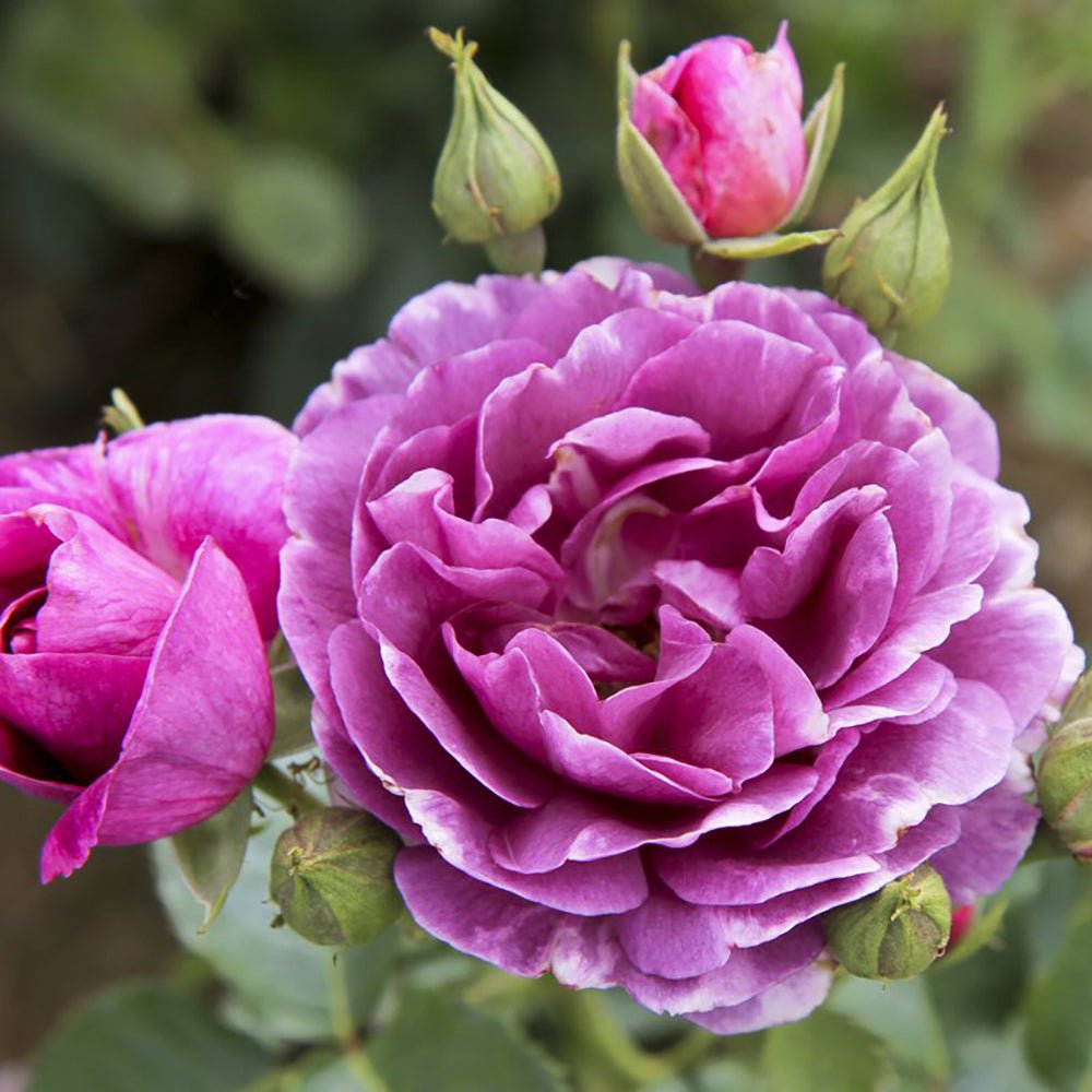 Trandafir Pomisor violet Minerva, parfum intens