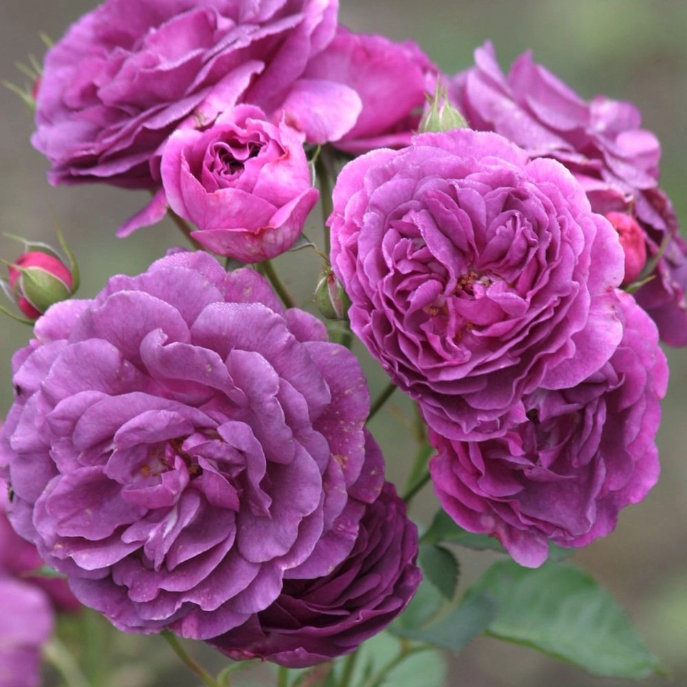 Trandafir Pomisor violet Minerva, parfum intens