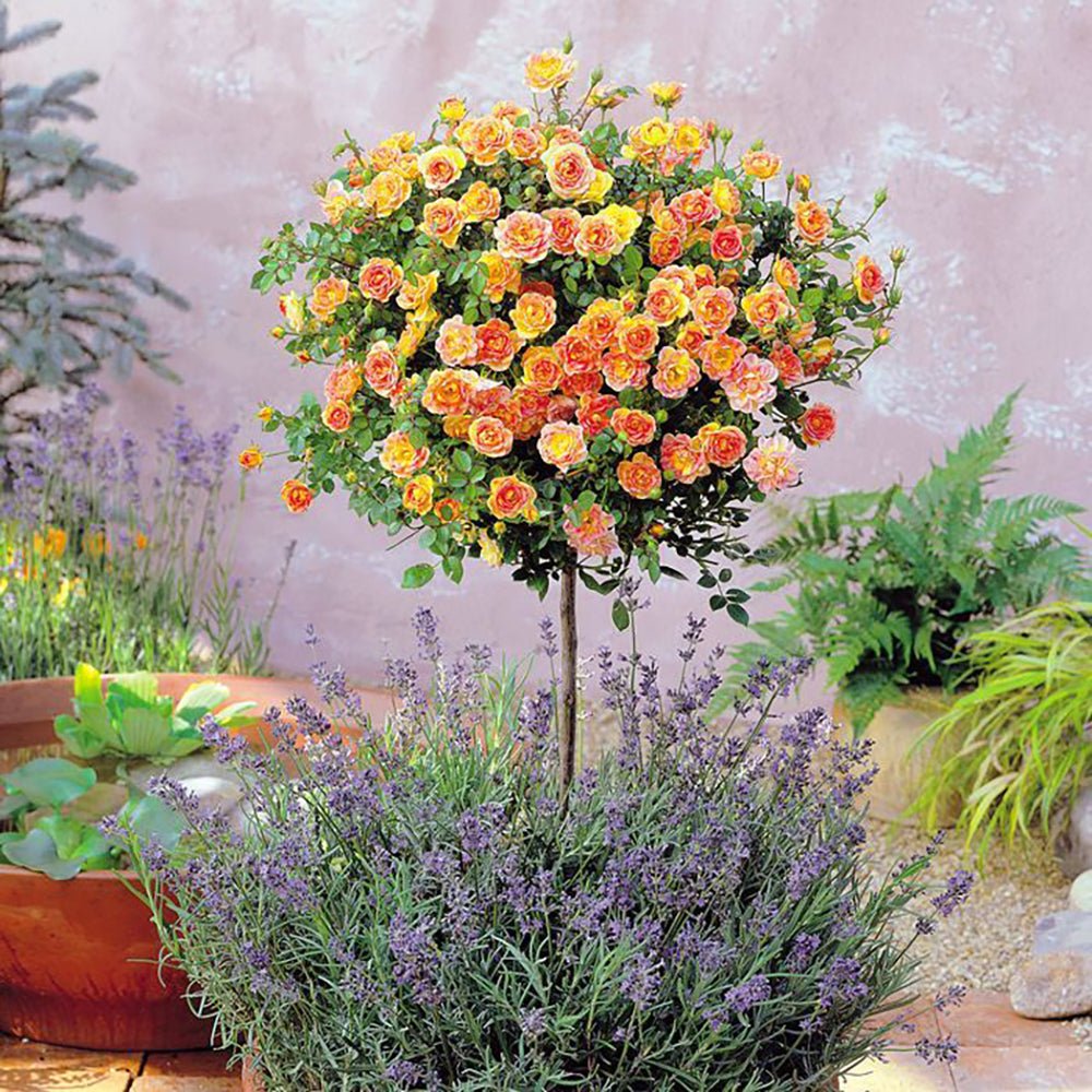 Trandafir Pomisor portocaliu -somon Orange Meilove, inflorire repetata