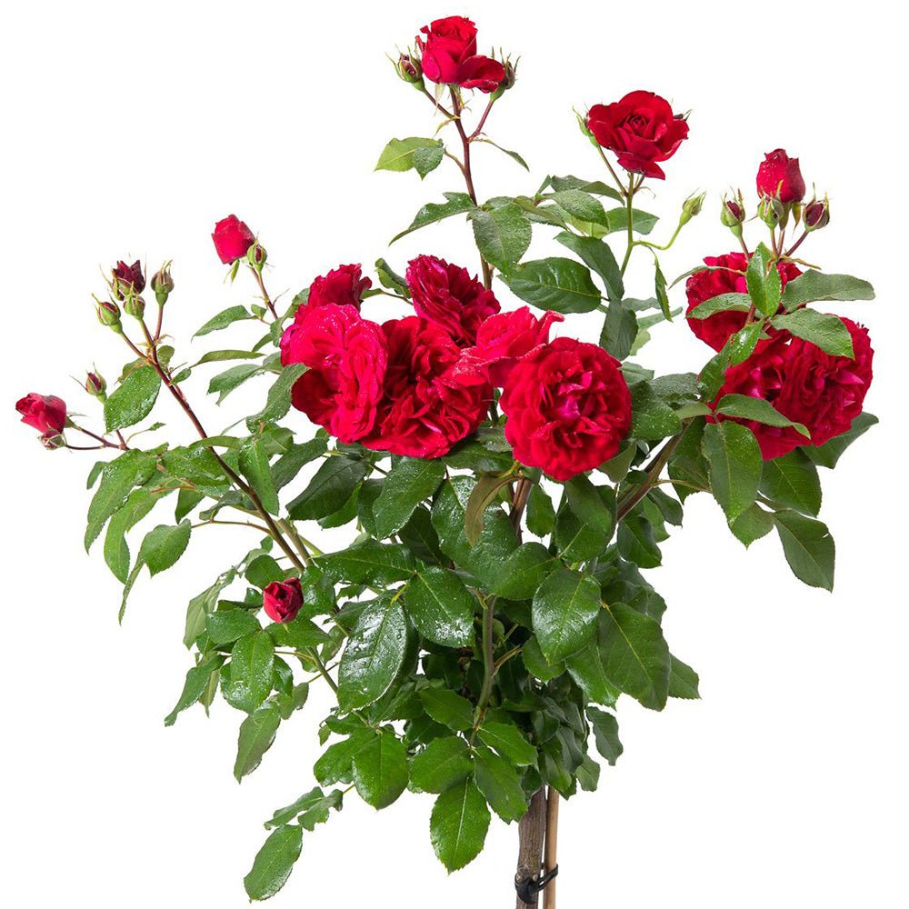 Trandafir Pomisor rosu Red Meilove, inflorire repetata