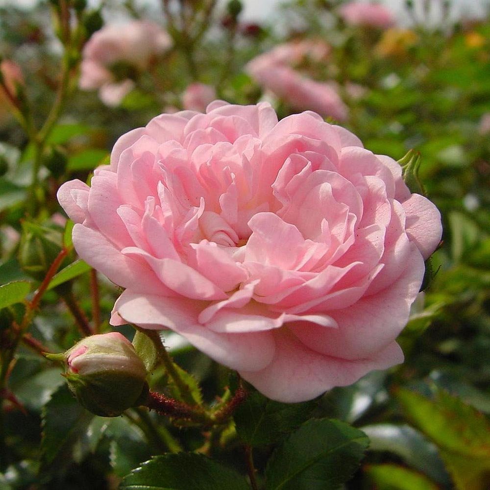 Trandafir Pomisor roz Rose Meilove, inflorire repetata