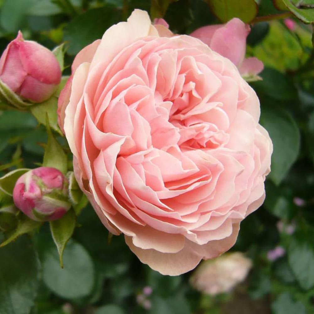 Trandafir Pomisor roz Rose Meilove, inflorire repetata