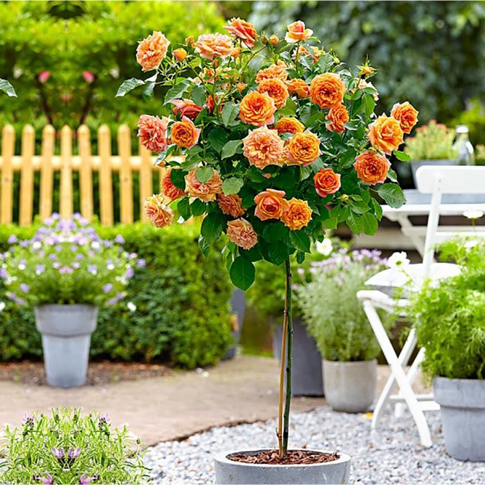 Trandafir Pomisor portocaliu Royal Orange, inflorire repetata