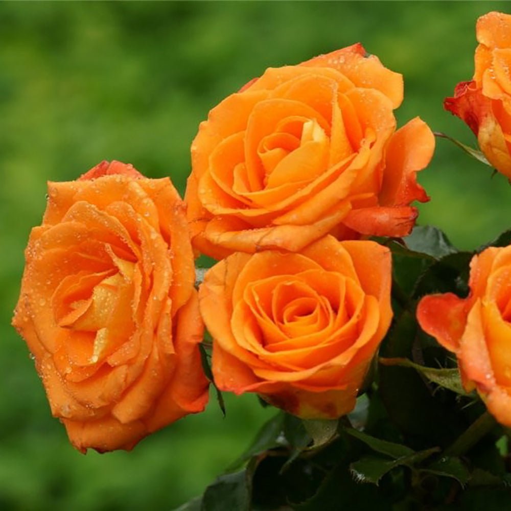 Trandafir Pomisor portocaliu Royal Orange, inflorire repetata