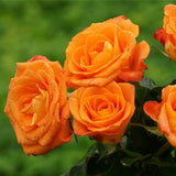 Trandafir copacel Royal Orange - VERDENA-Tulpina de 55 cm inaltime livrat in ghiveci de 6 L