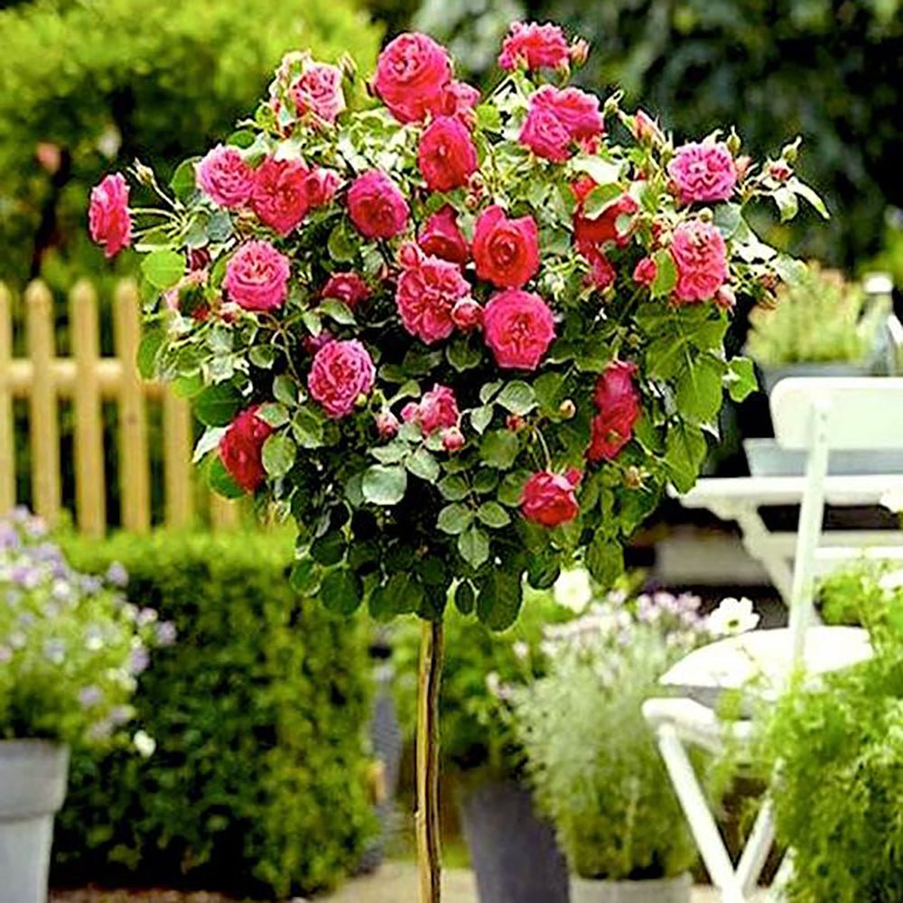 Trandafir Pomisor roz-inchis Royal Pink, inflorire repetata